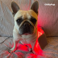 Targeted Red Light & Infrared Therapy Wrap Pad for Pets
